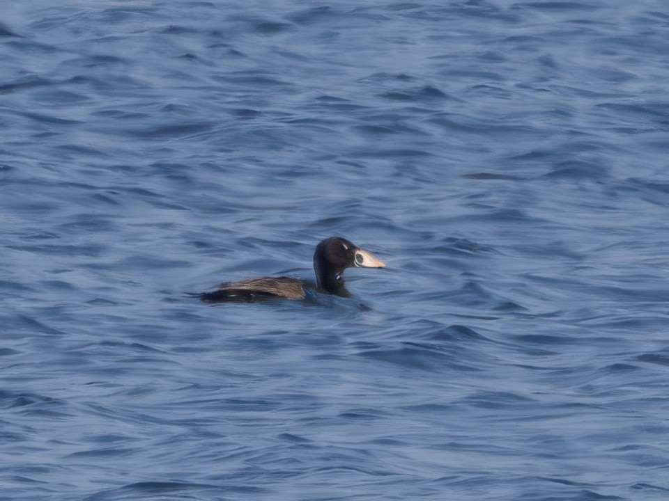 Surf Scoter - ML637194961
