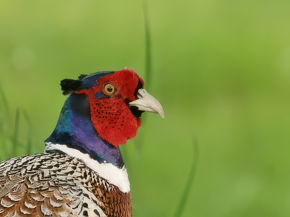 Ring-necked Pheasant - ML637194974