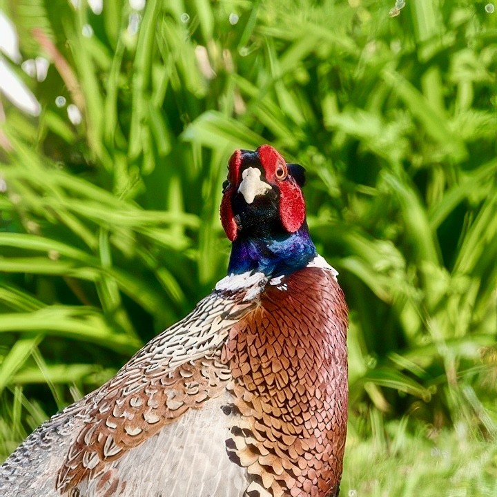 Ring-necked Pheasant - ML637194975
