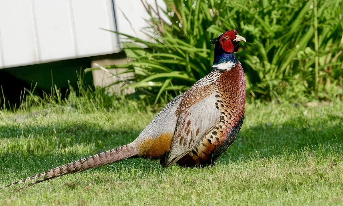 Ring-necked Pheasant - ML637194976
