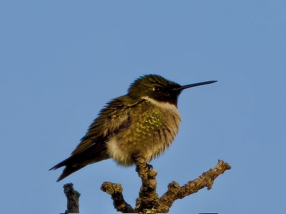 Ruby-throated Hummingbird - ML637194992