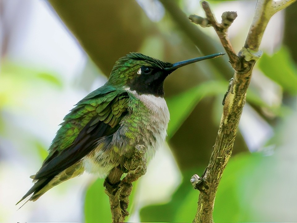 Ruby-throated Hummingbird - ML637194993