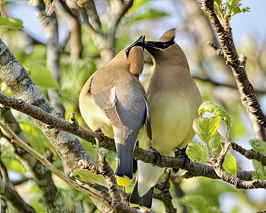 Cedar Waxwing - ML637195015