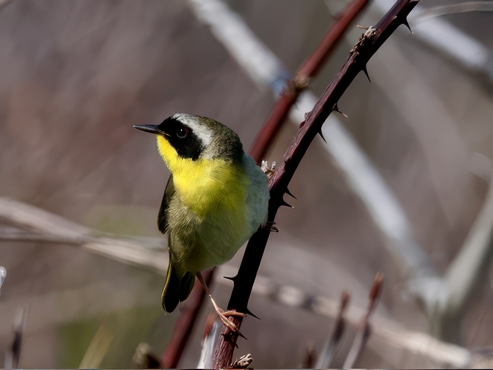 Common Yellowthroat - ML637195029