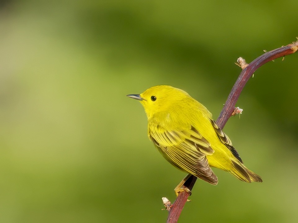 Yellow Warbler - ML637195047