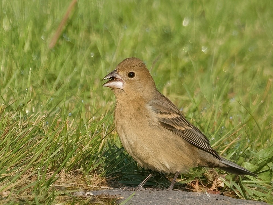 Blue Grosbeak - ML637195055