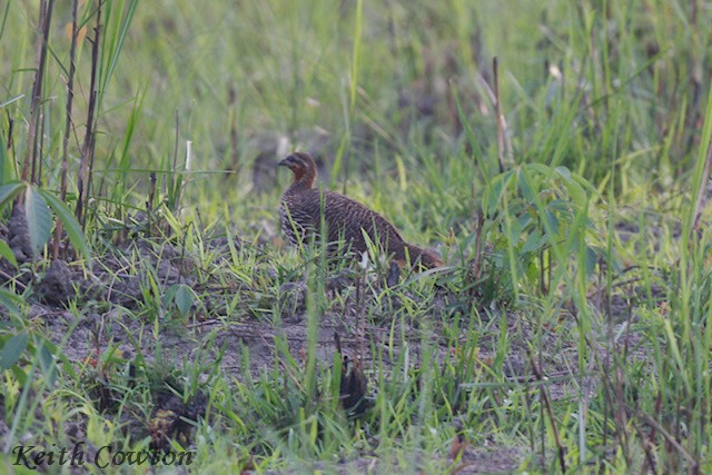 Swamp Francolin - ML637195078