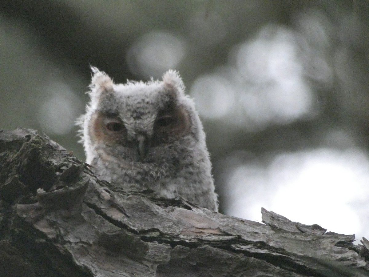 Eastern Screech-Owl - ML637195121
