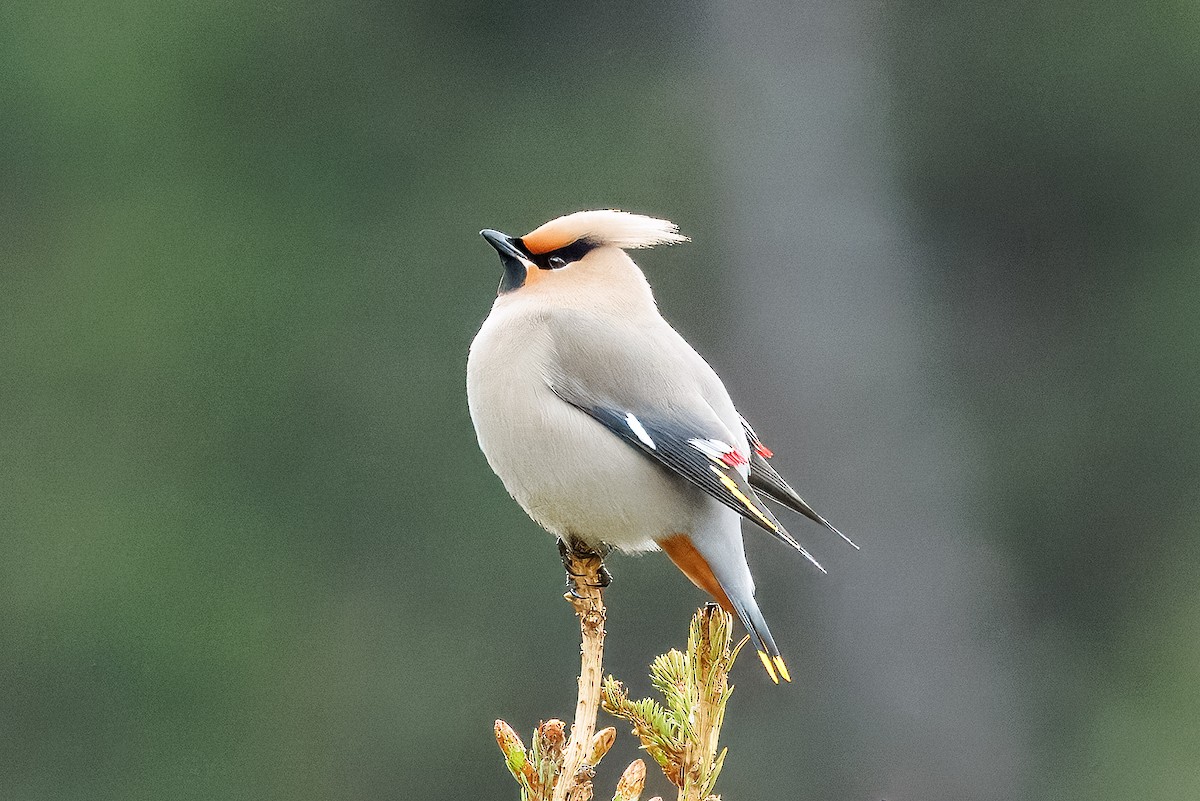 Bohemian Waxwing - ML637195130