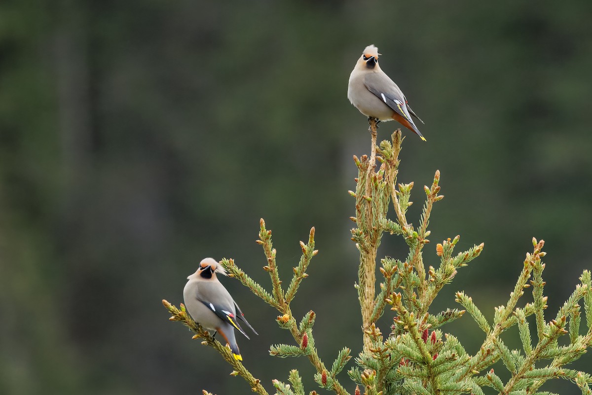 Bohemian Waxwing - ML637195131