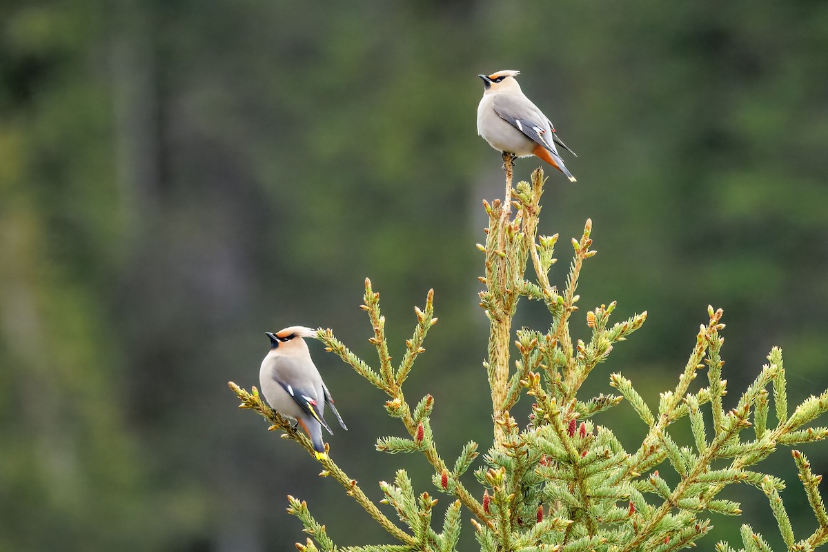 Bohemian Waxwing - ML637195132