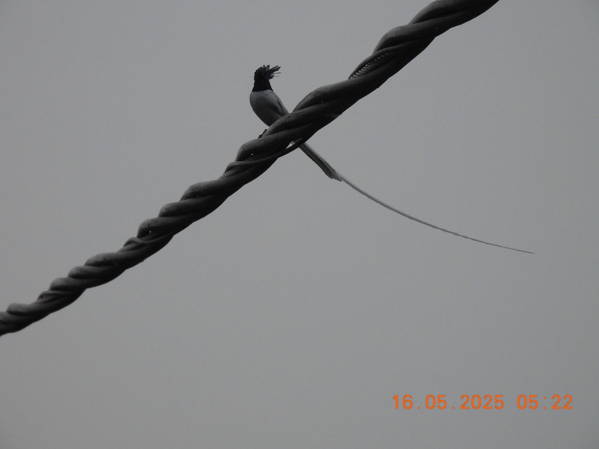 Indian Paradise-Flycatcher - ML637195385