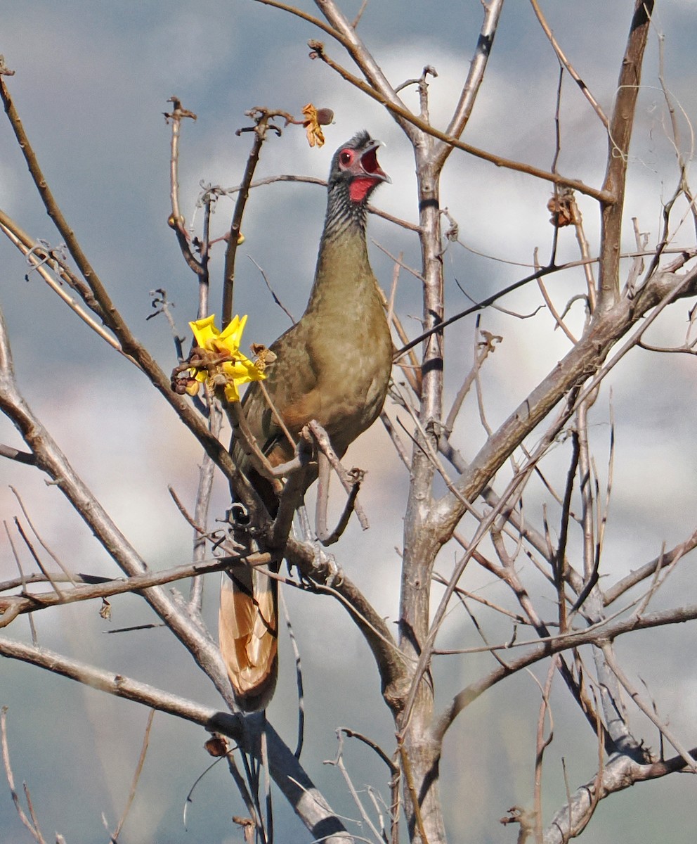 West Mexican Chachalaca - ML637195424