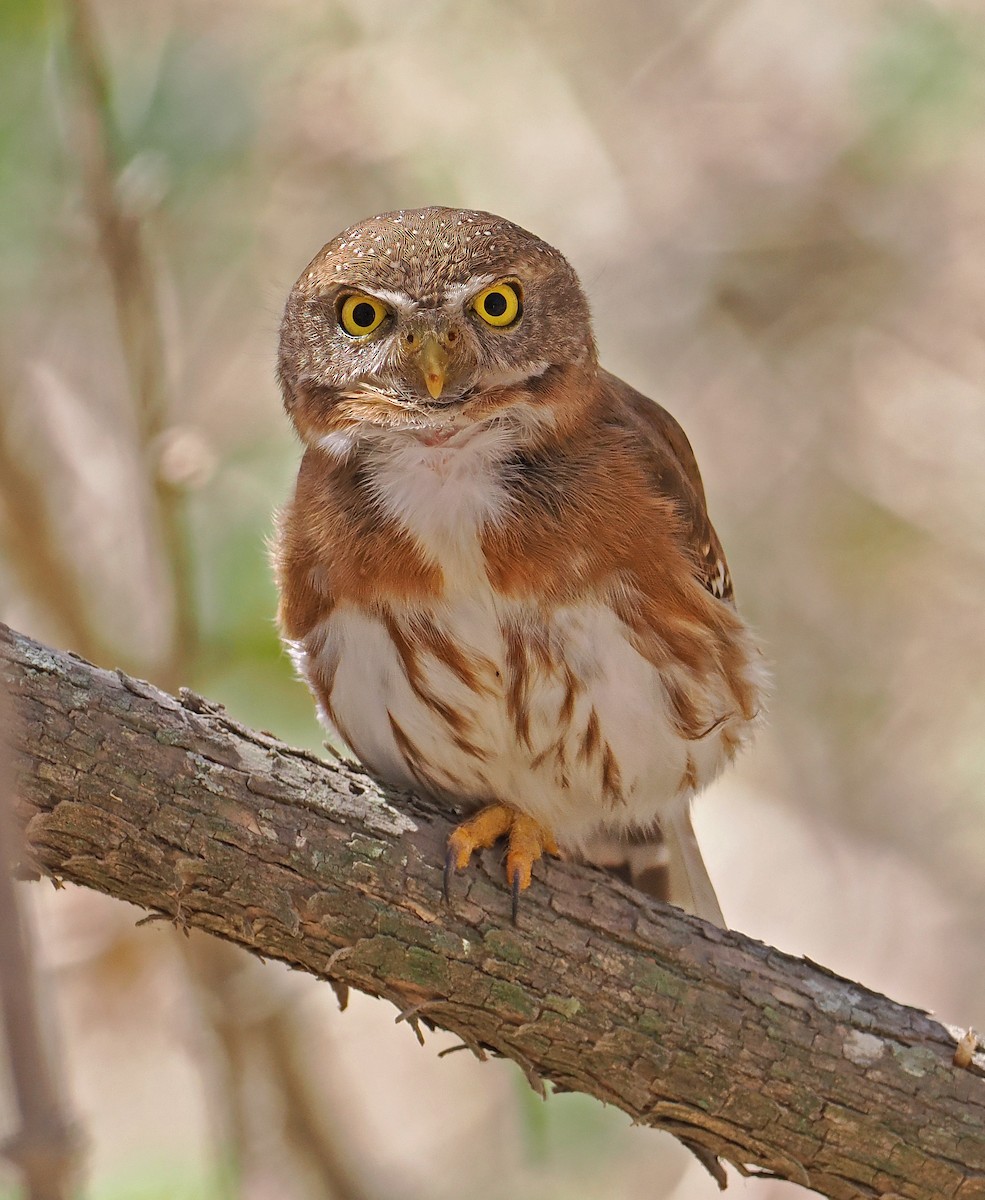 Colima Pygmy-Owl - ML637195443