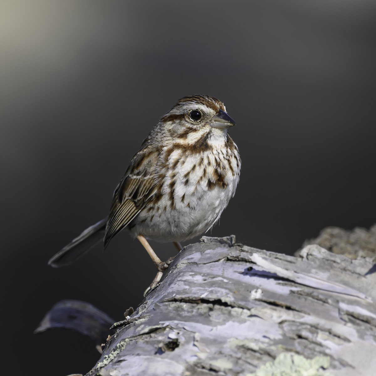 Song Sparrow - ML637195454