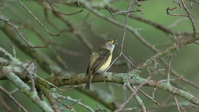 White-eyed Vireo - ML637195525