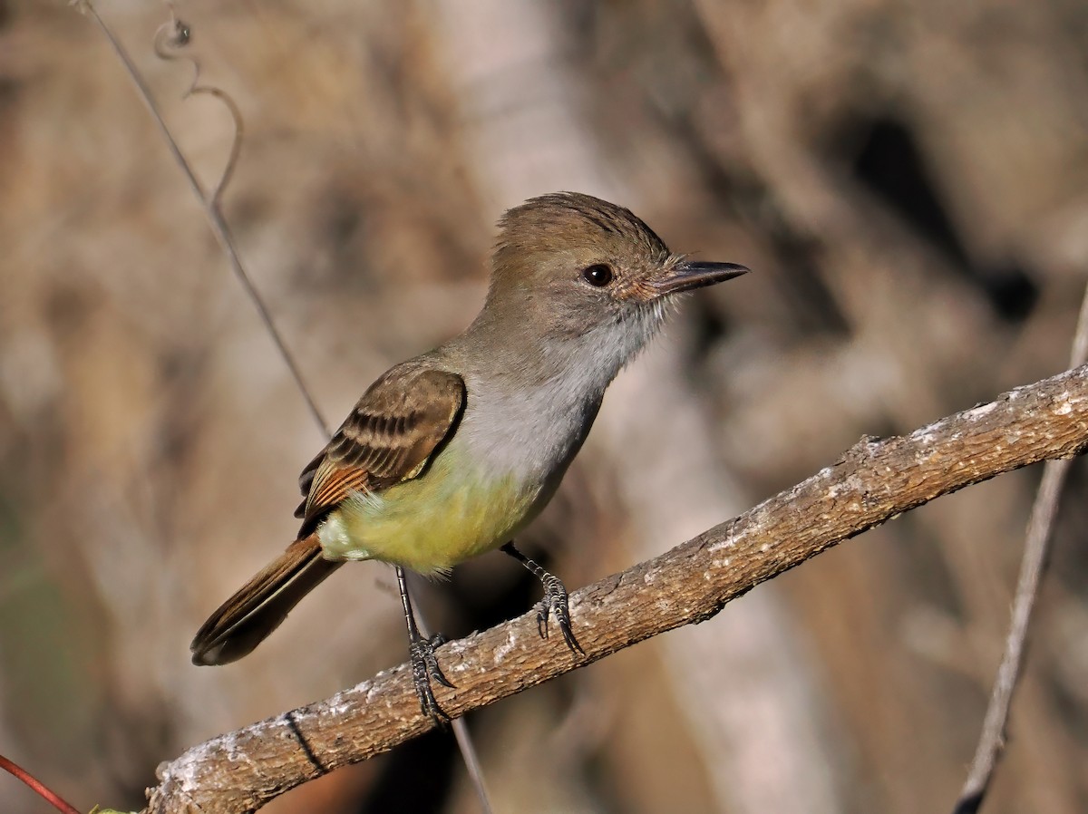 Nutting's Flycatcher - ML637195527