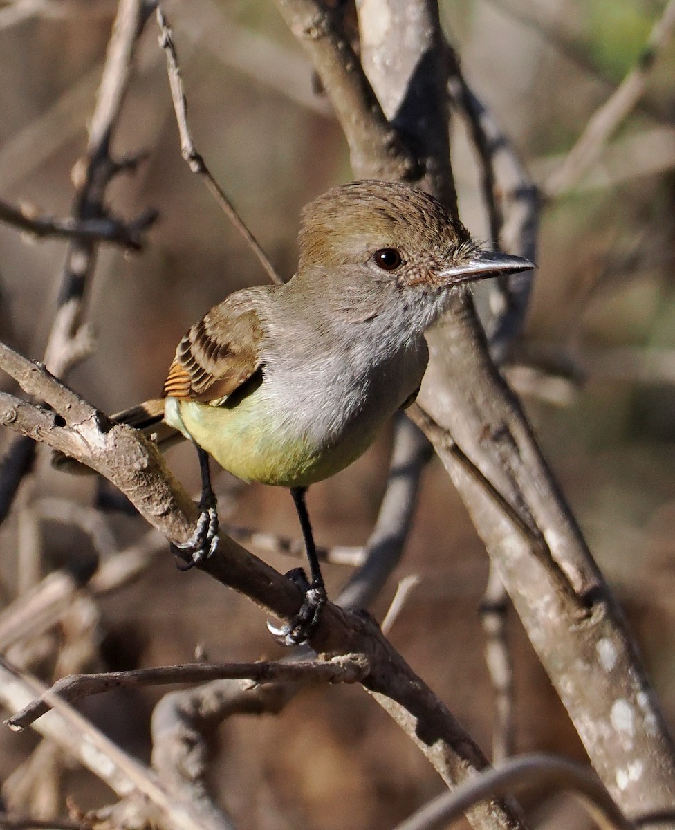 Nutting's Flycatcher - ML637195529