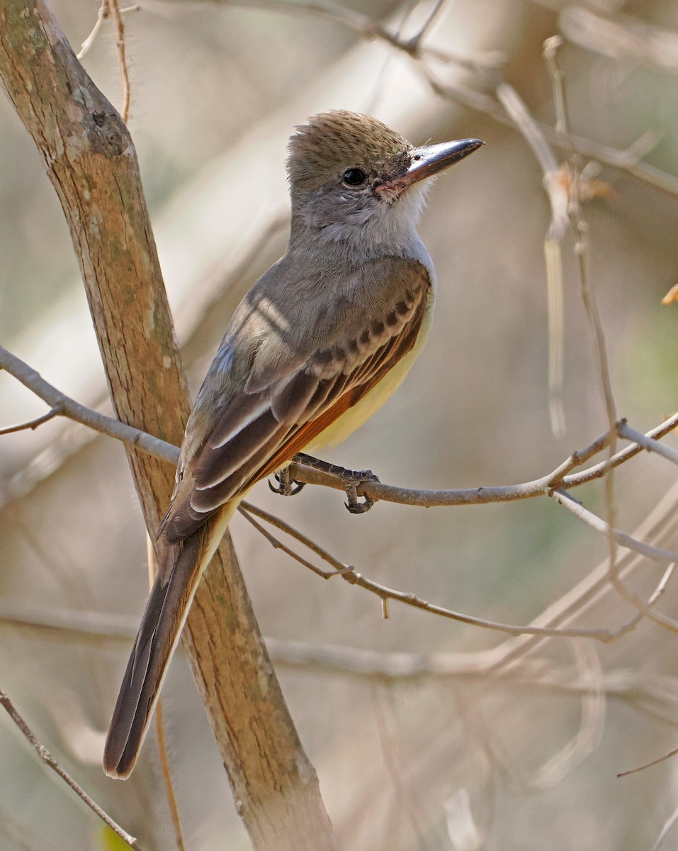 Nutting's Flycatcher - ML637195538