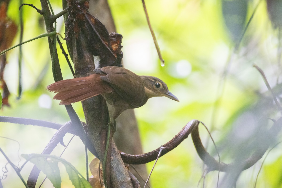 Chiriqui Foliage-gleaner - ML637195546