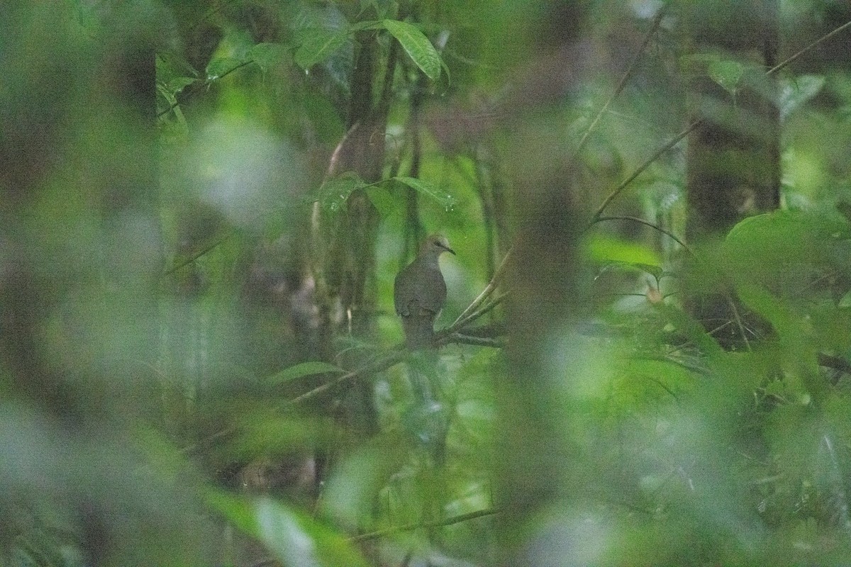 Gray-chested Dove - ML637195571
