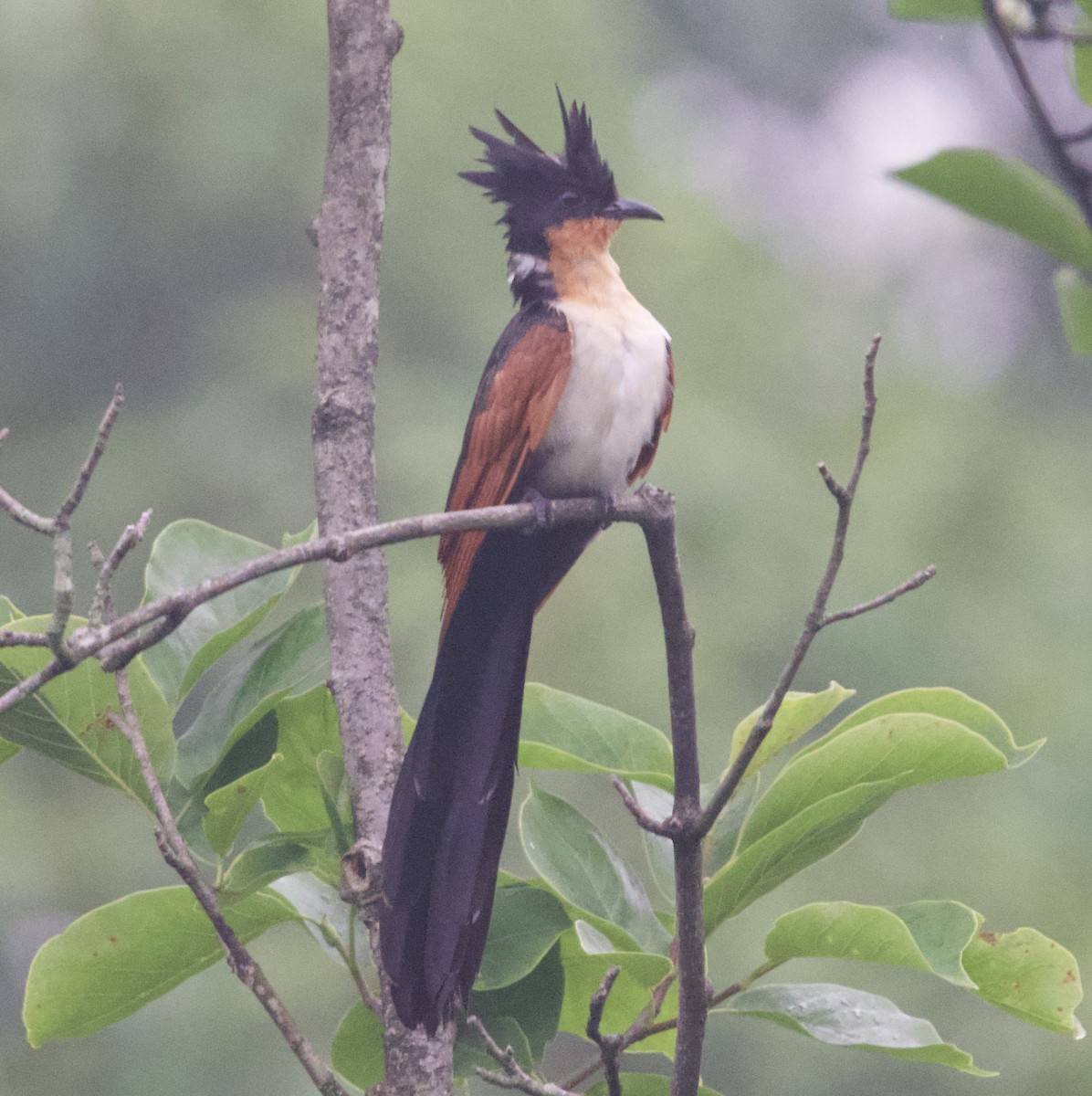 Chestnut-winged Cuckoo - ML637195590