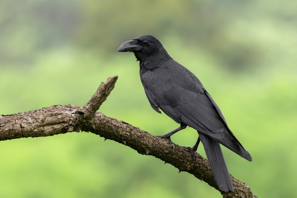 Large-billed Crow - ML637195624