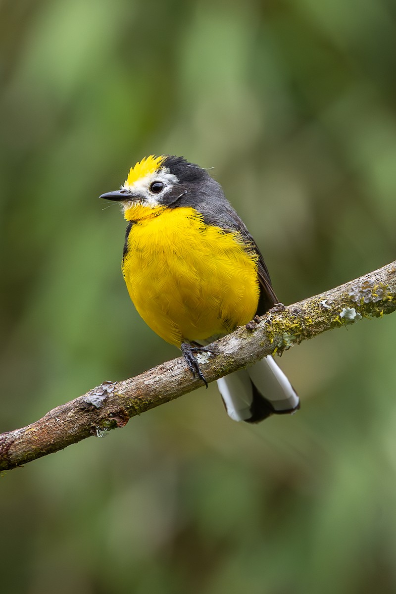 Golden-fronted Redstart - ML637195655