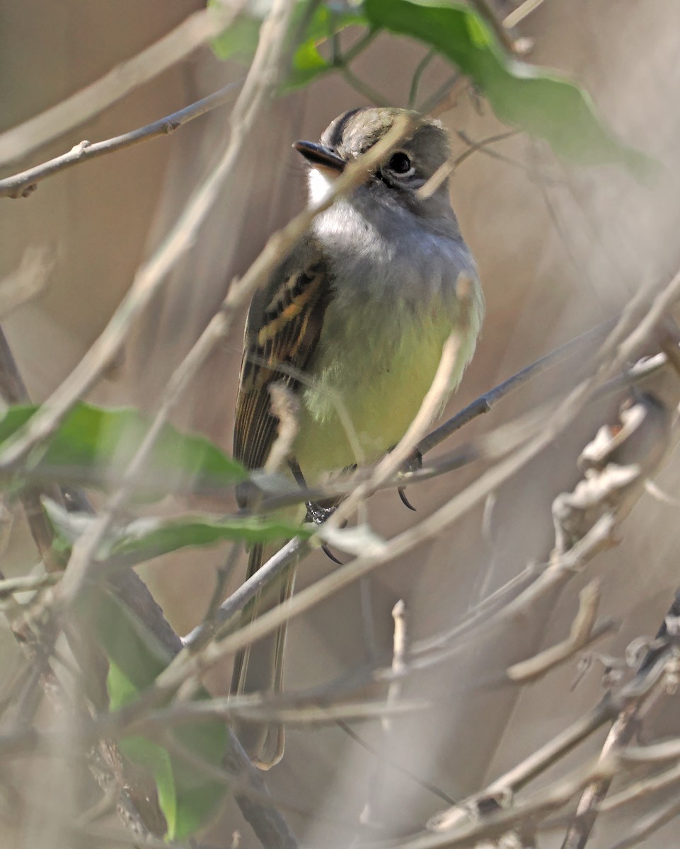 Flammulated Flycatcher - ML637195676