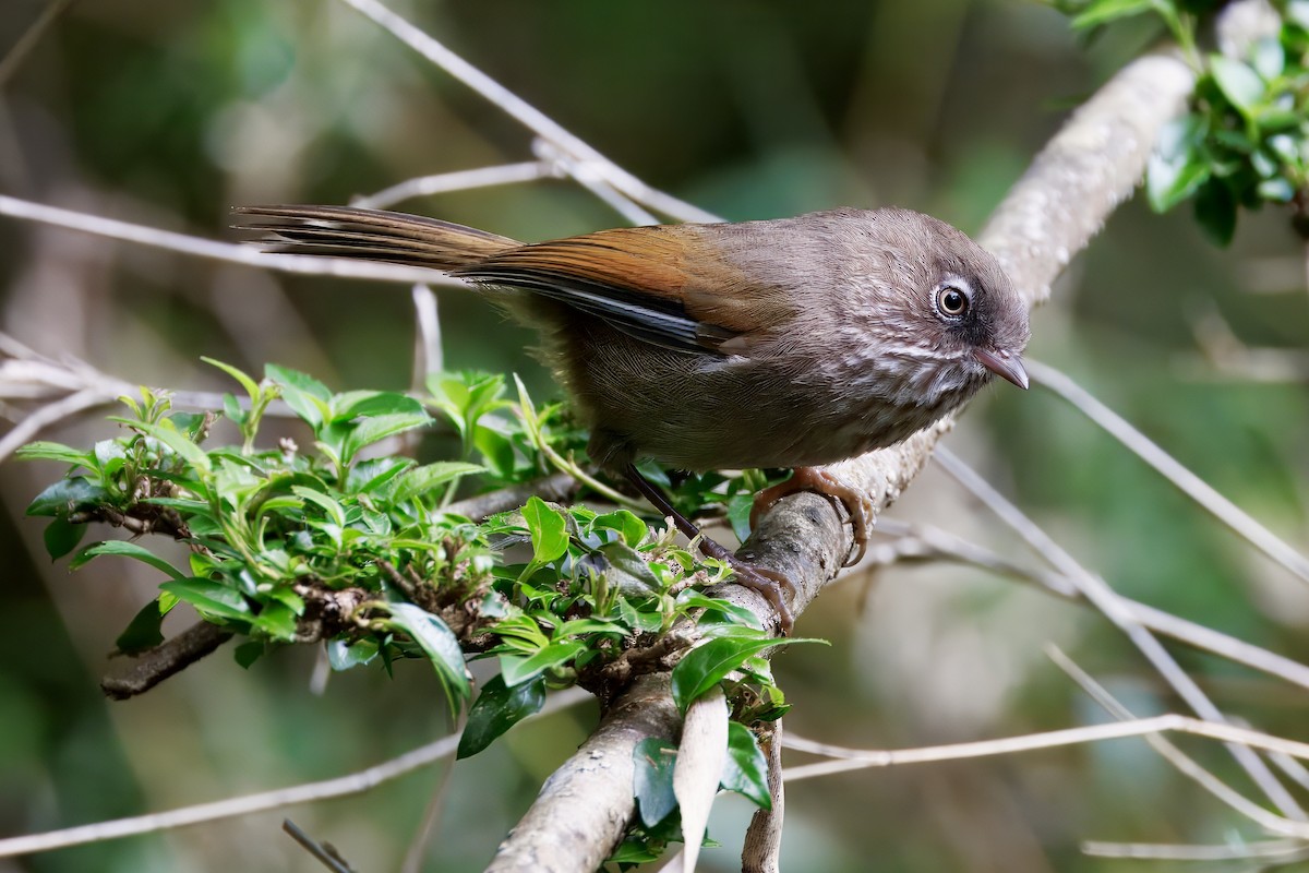 Taiwan Fulvetta - ML637195714