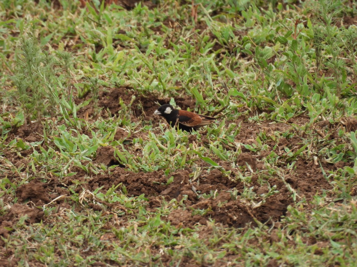 Chestnut-backed Sparrow-Lark - ML637195734