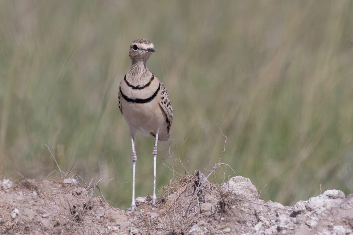 Double-banded Courser - ML637195758