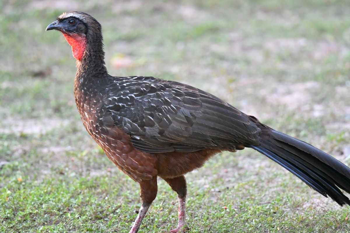 Chestnut-bellied Guan - ML637195798