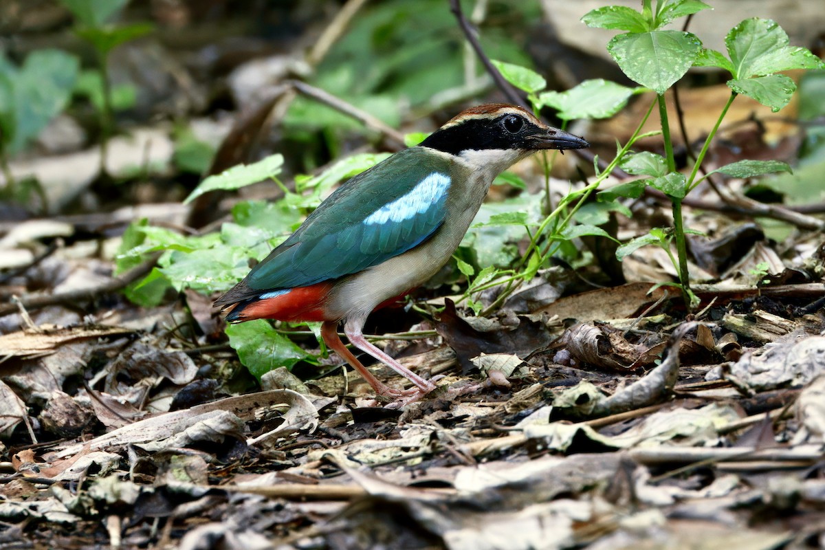 Fairy Pitta - ML637195804