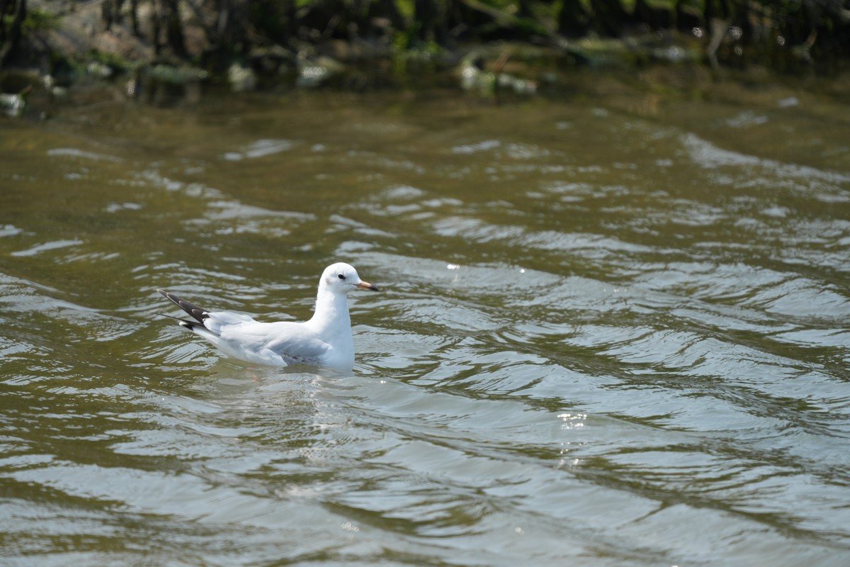 שחף אגמים - ML637195806