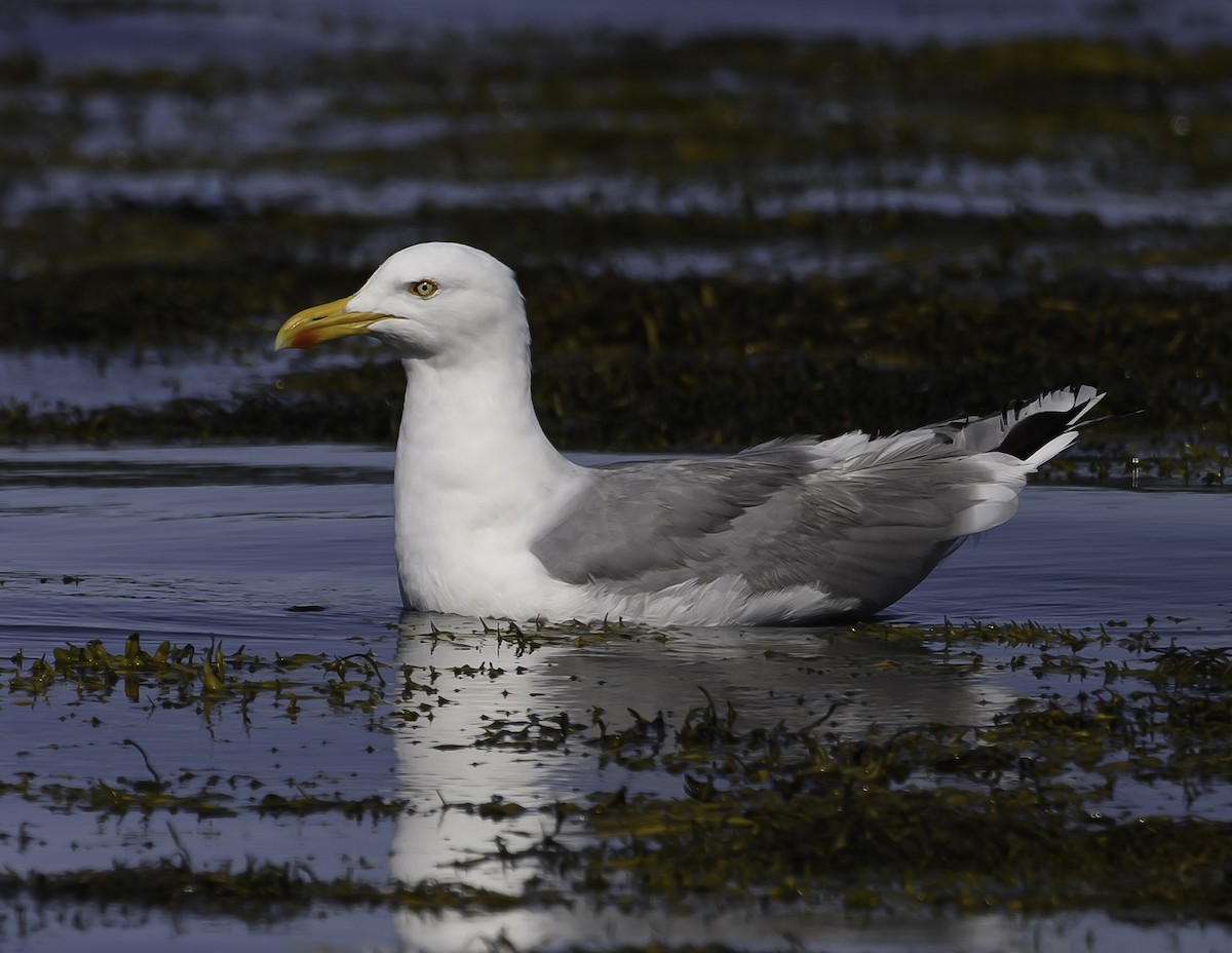 American Herring Gull - ML637195831