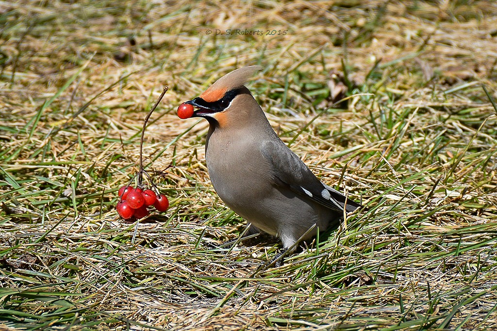 Bohemian Waxwing - ML637195834