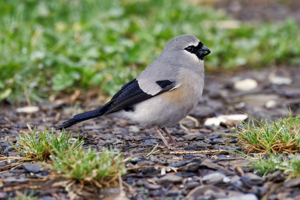 Taiwan Bullfinch - ML637195842