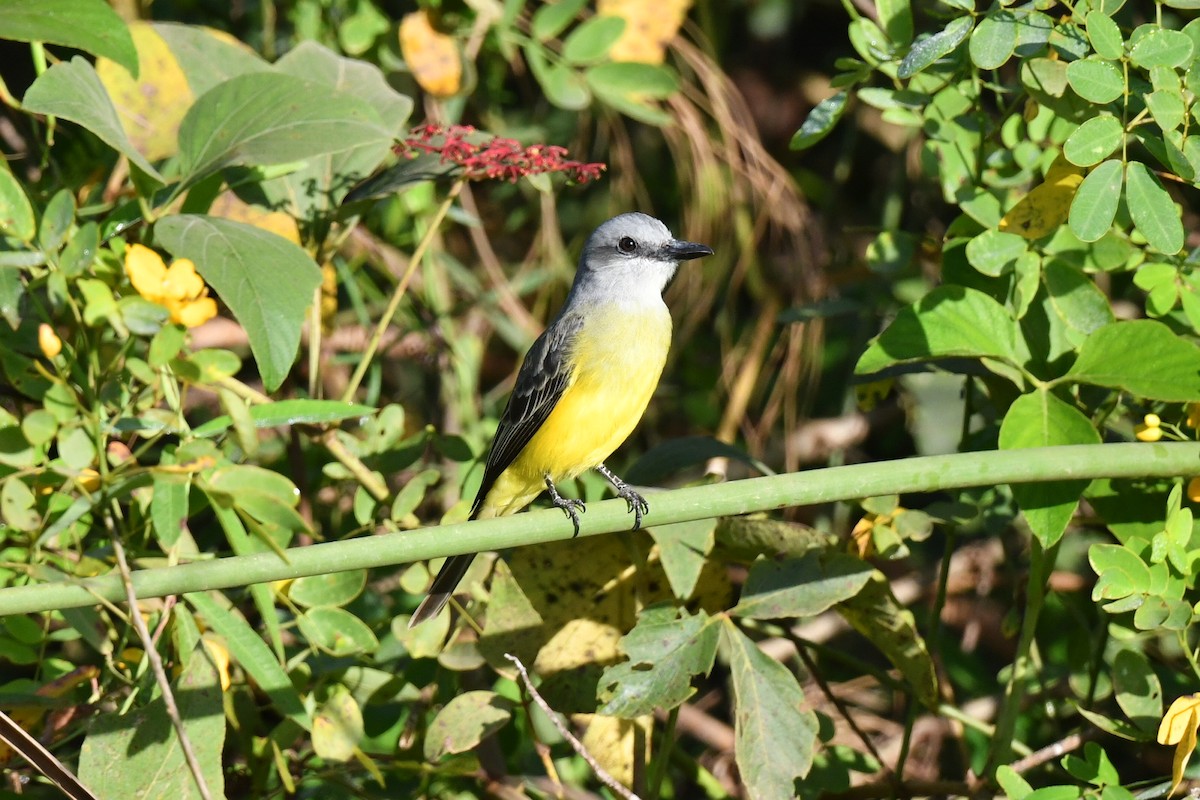 White-throated Kingbird - ML637195845