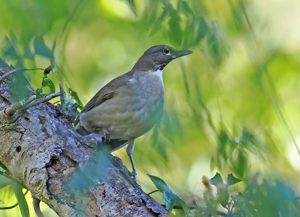White-throated Thrush (White-throated) - ML637195869