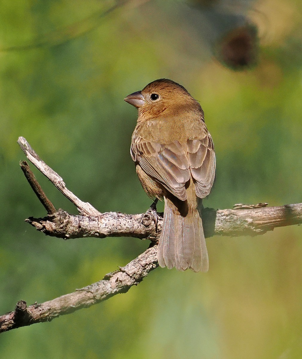 Blue Bunting (West Mexico) - ML637195887