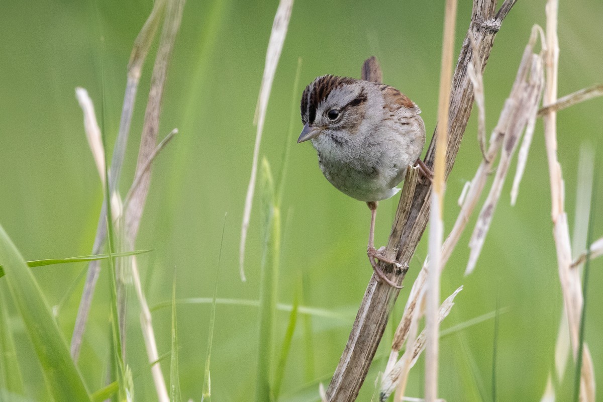 Swamp Sparrow - ML637195891