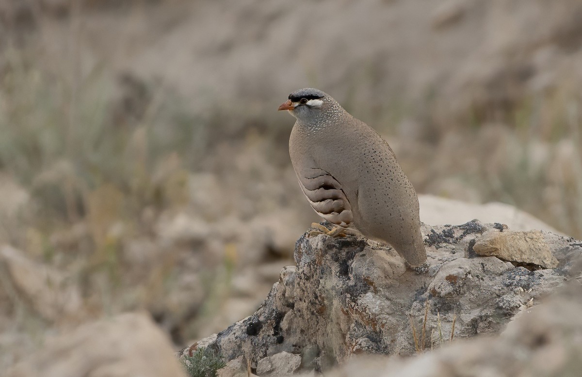 See-see Partridge - ML637195917