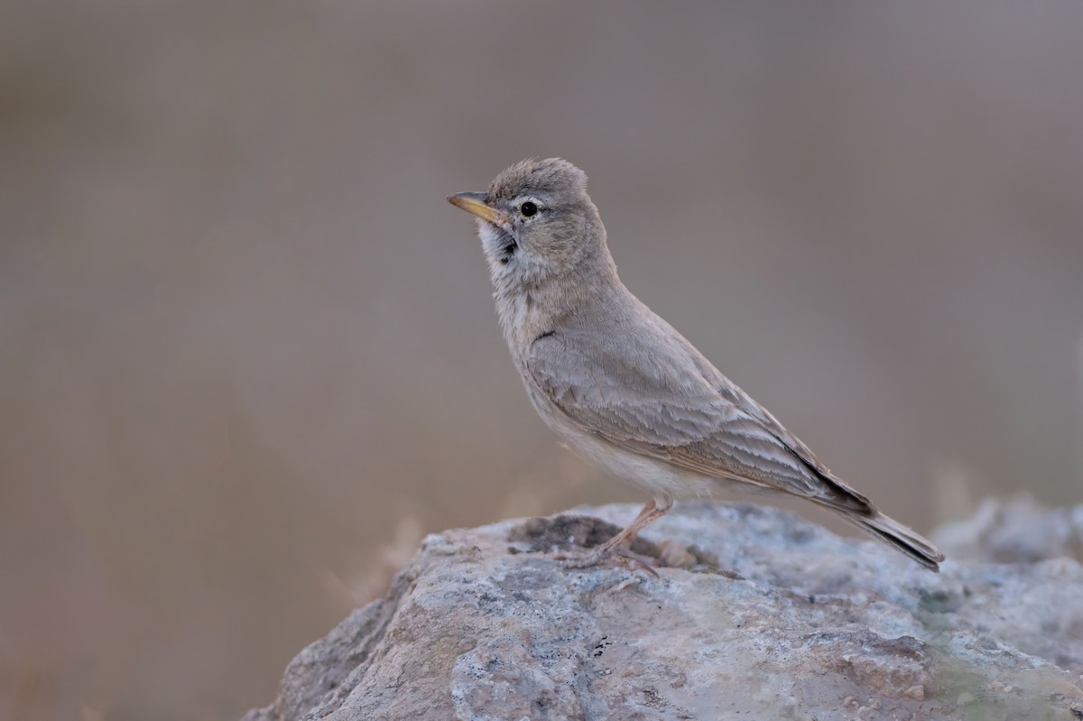 Desert Lark - ML637195921