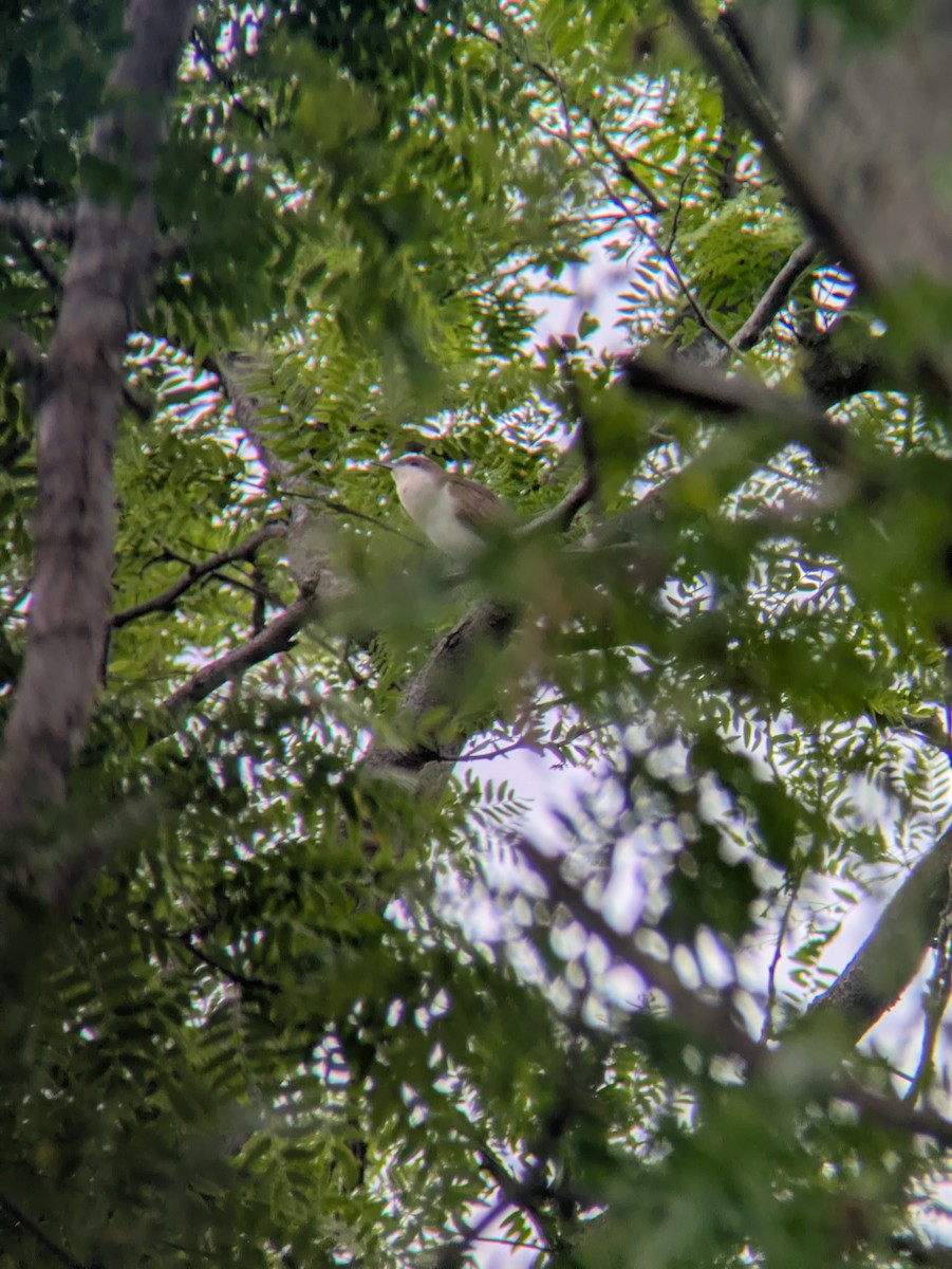 Black-billed Cuckoo - ML637195932