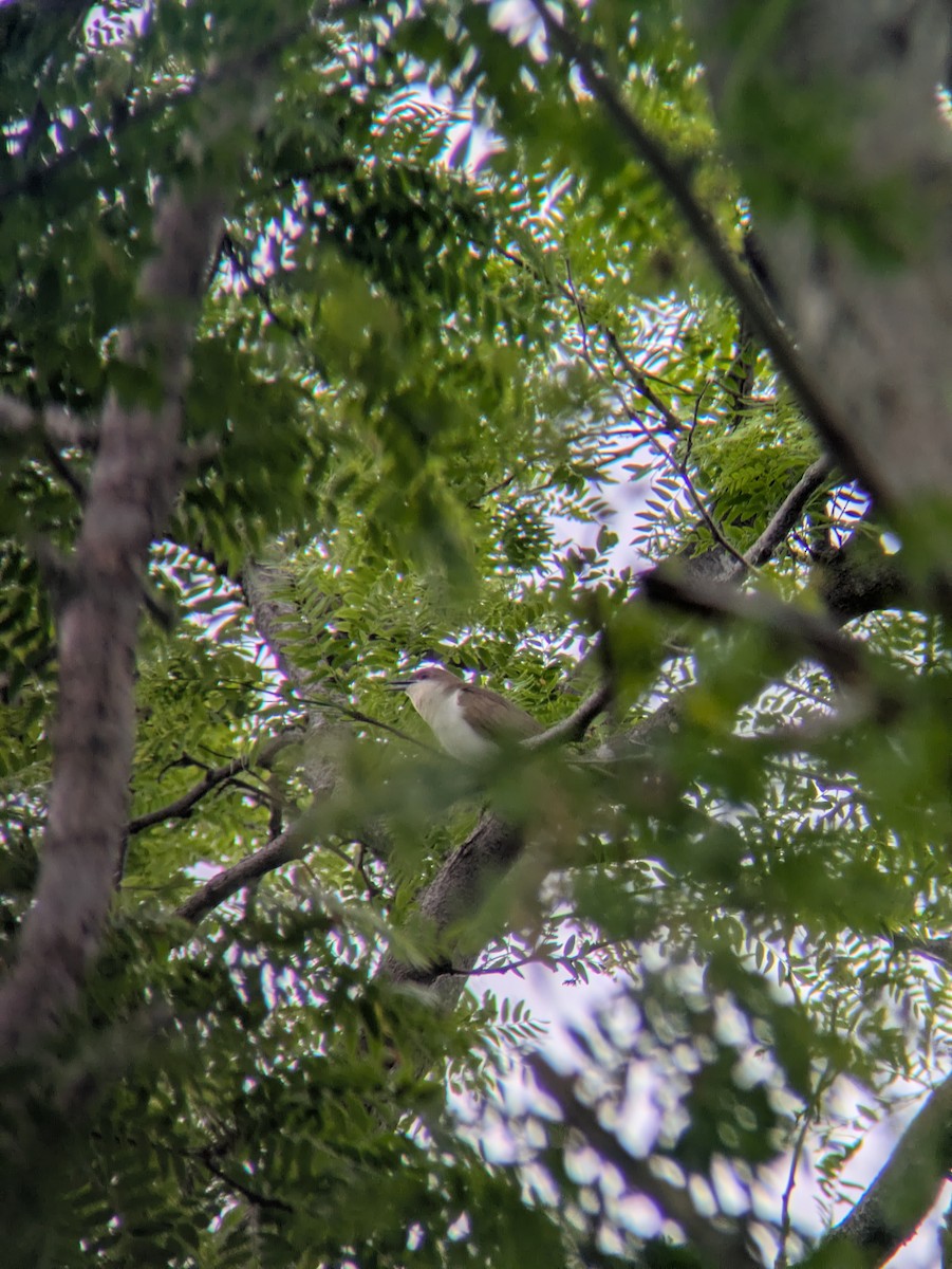 Black-billed Cuckoo - ML637195933