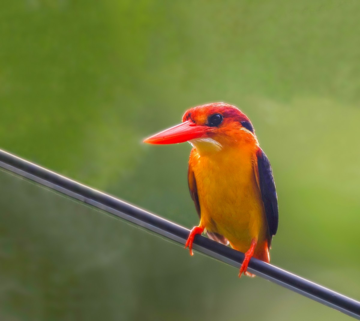 Black-backed Dwarf-Kingfisher - ML637195968