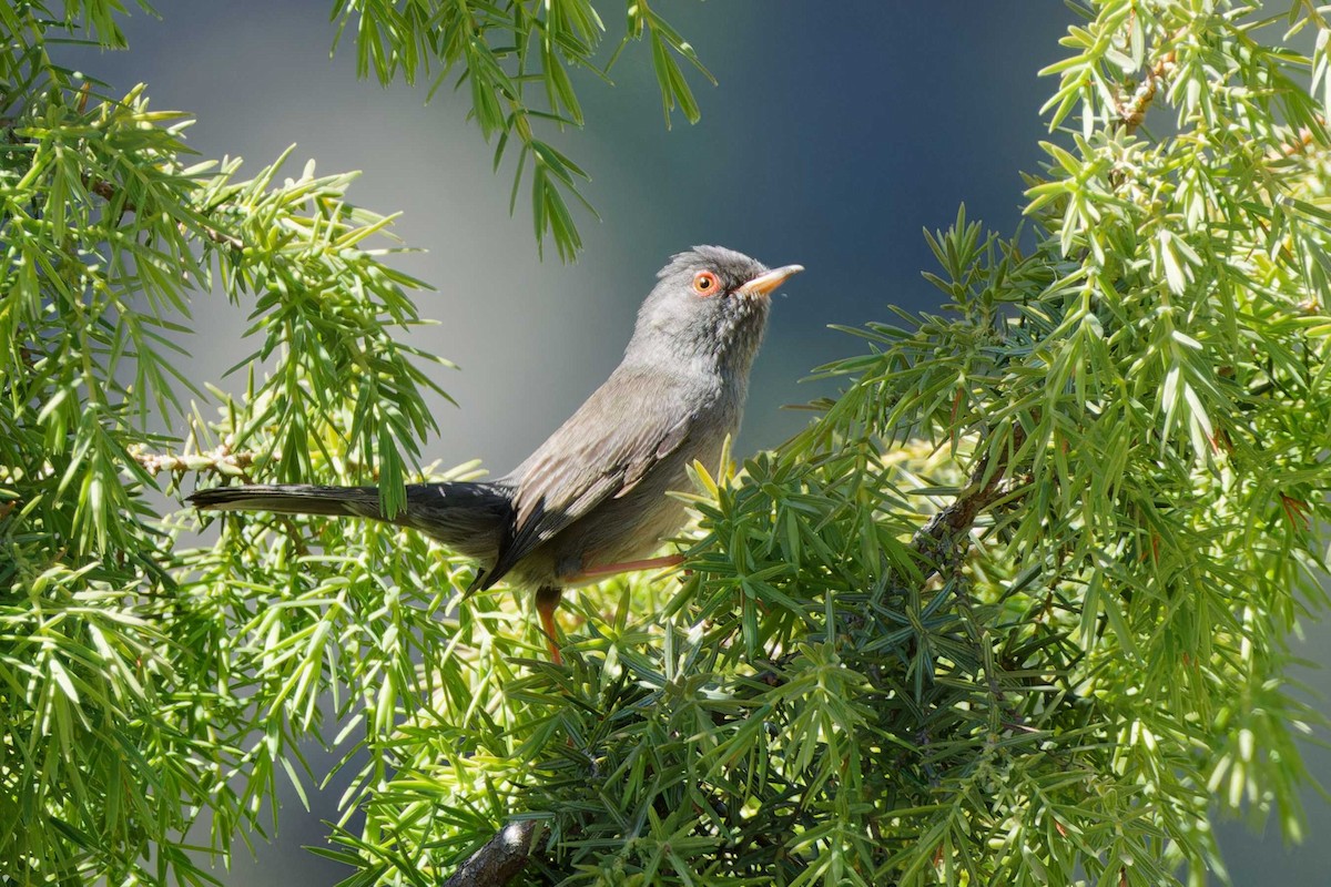 Marmora's Warbler - ML637195995