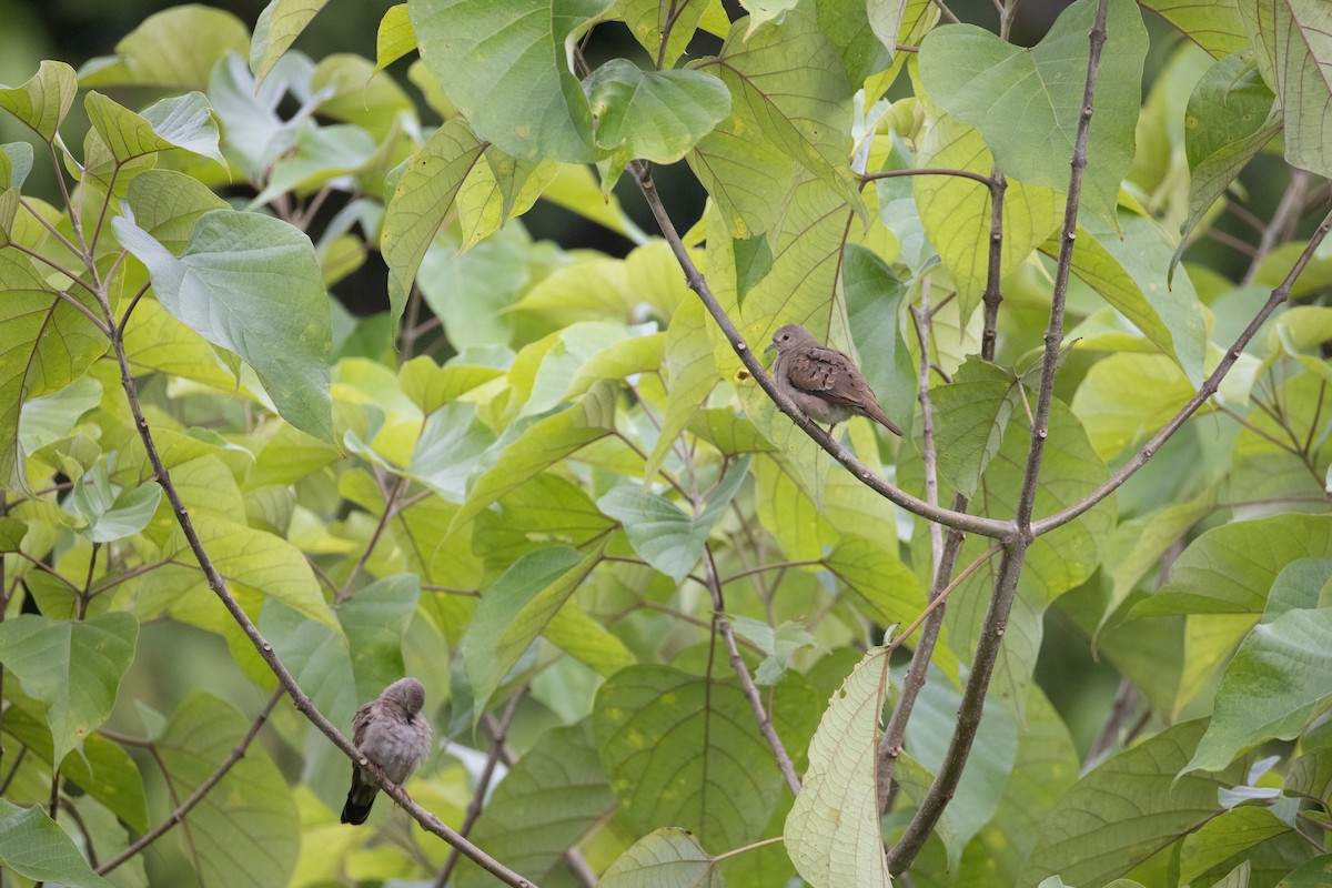 Plain-breasted Ground Dove - ML637196142
