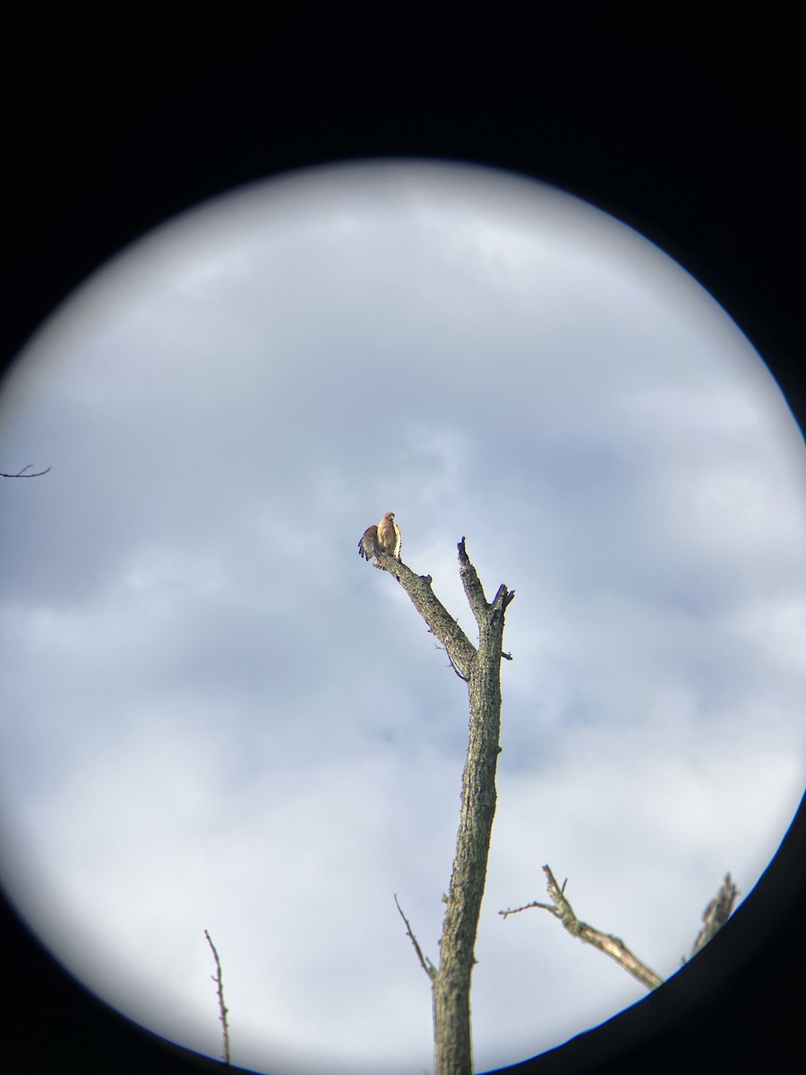 Red-shouldered Hawk - ML637196147